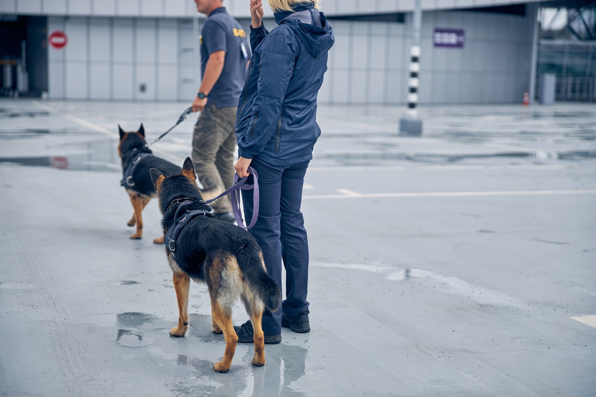 Security workers with dogs guarding airport territory